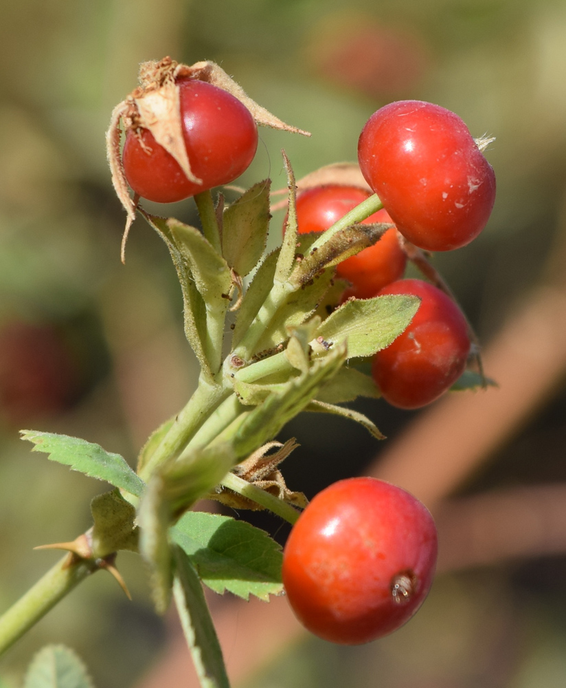 Image of Rosa beggeriana specimen.
