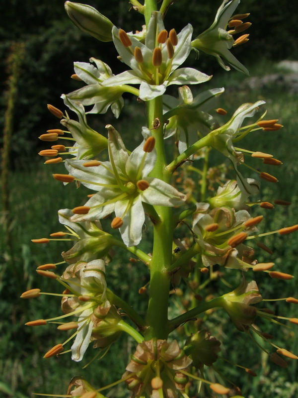 Изображение особи Eremurus tauricus.