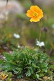 Papaver croceum