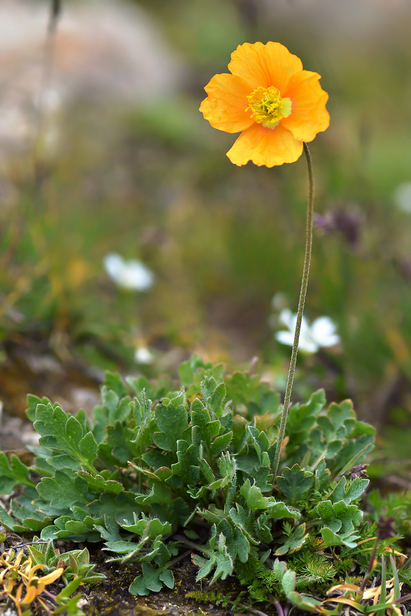 Image of Papaver croceum specimen.