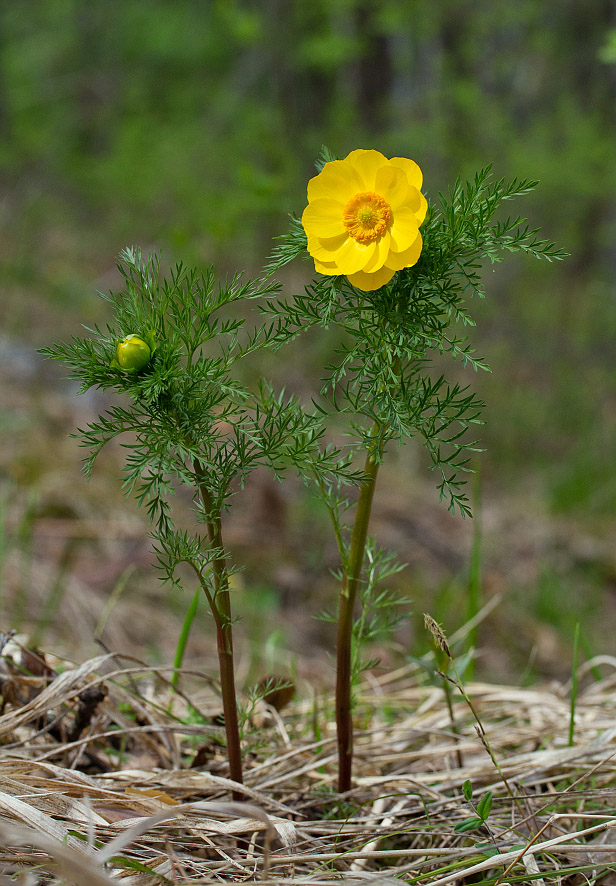 Image of Adonis apennina specimen.