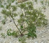 Crambe aspera