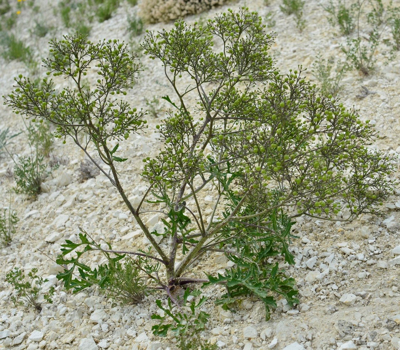 Image of Crambe aspera specimen.