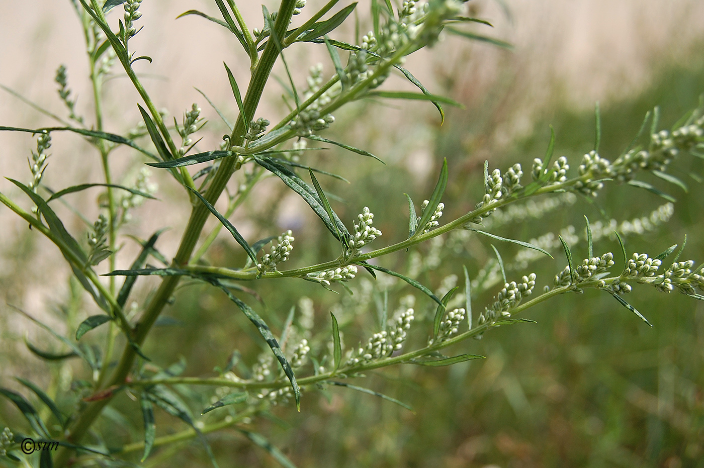 Изображение особи Artemisia vulgaris.