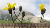 Crepis caucasica. Верхушки побегов с соцветиями. Адыгея, Кавказский биосферный заповедник, Фишт-Оштенский массив, высокогорное плато на юго-восточном склоне горы, выс. ≈ 2200 м н.у.м., субальпийский луг среди камней. 13.08.2016.