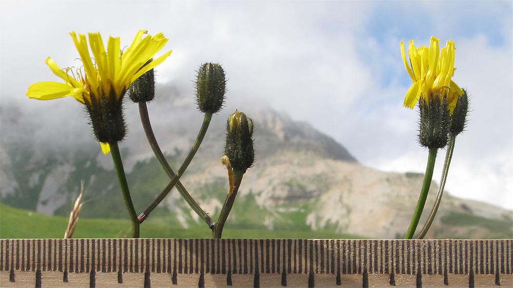 Изображение особи Crepis caucasica.