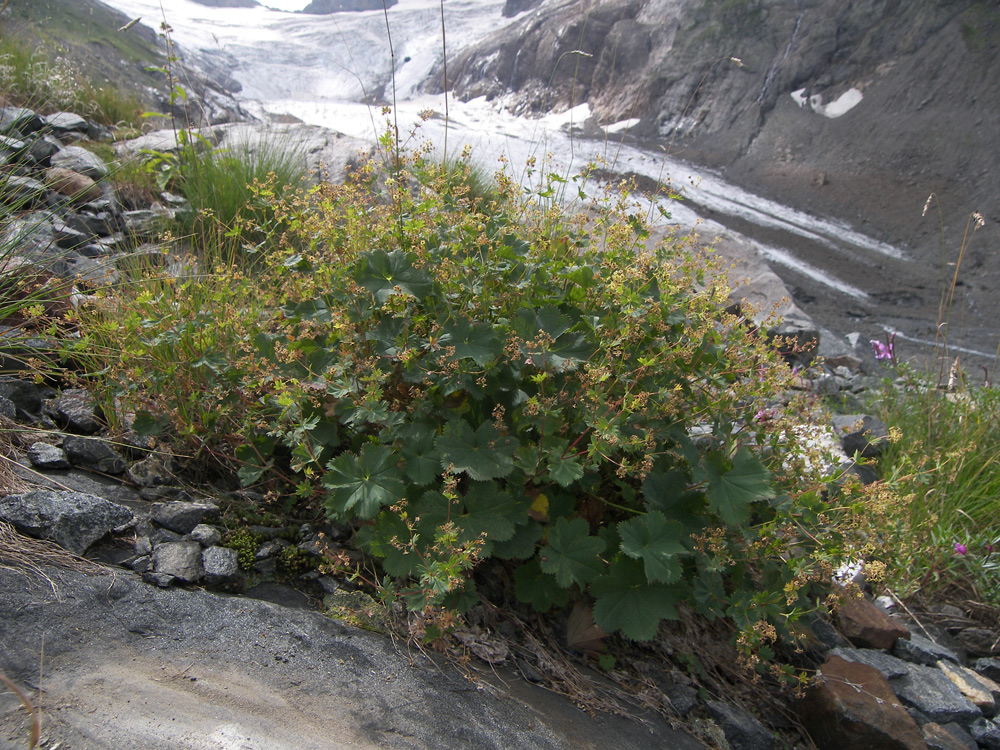 Изображение особи Alchemilla psilocaula.