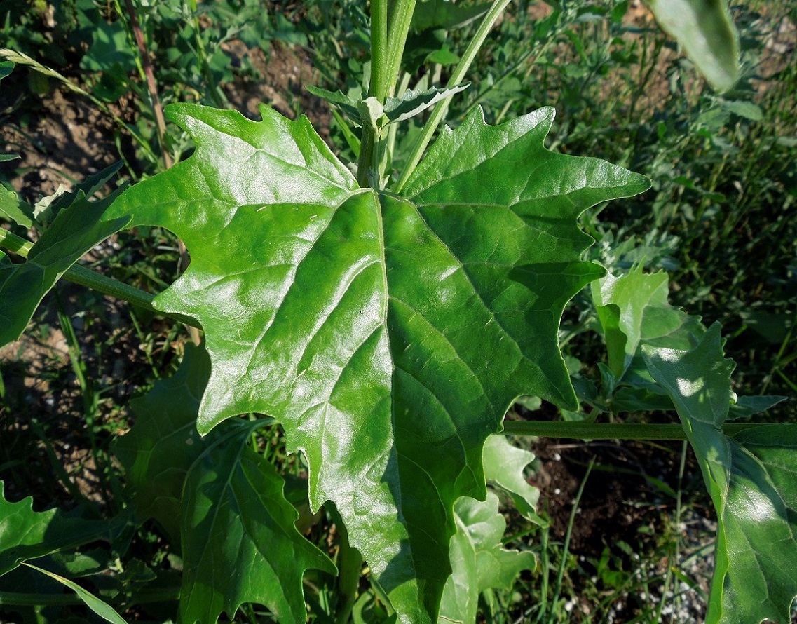 Image of Atriplex sagittata specimen.