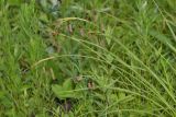 Carex suifunensis. Побеги с соплодиями. Приморский край, окр. г. Находка, на лугу. 05.07.2015.
