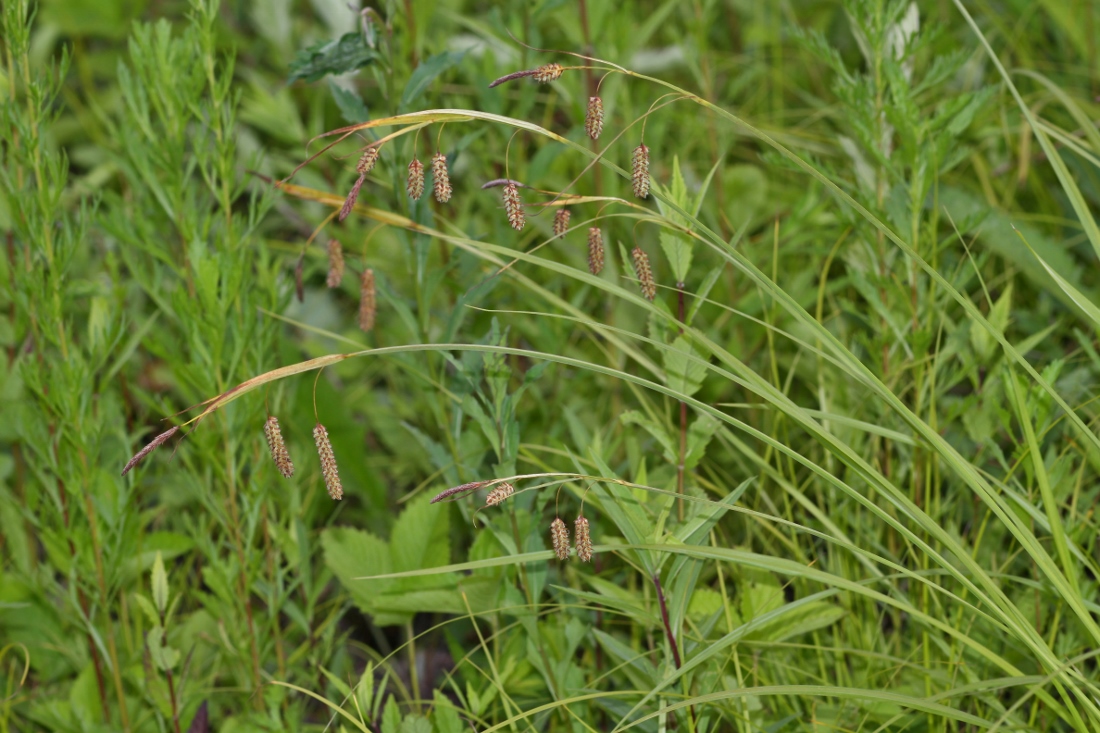 Изображение особи Carex suifunensis.