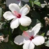 Hibiscus rosa-sinensis. Цветки. Турция, р-н Алании, пос. Махмутлар. 07.07.2006.