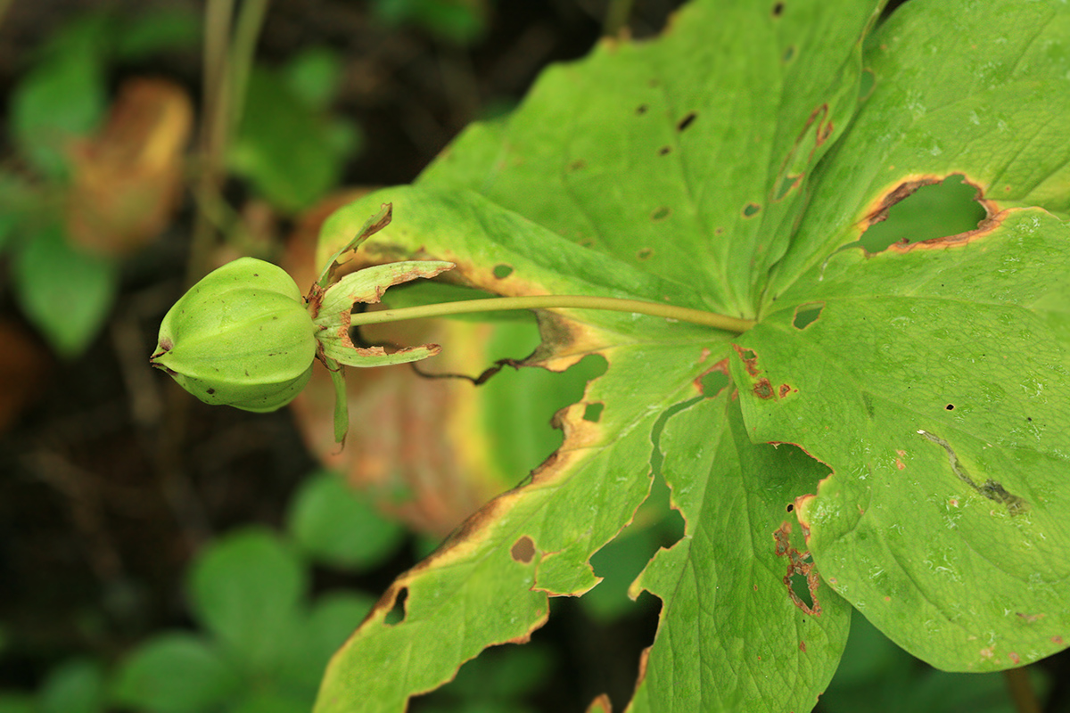 Image of Trillium camschatcense specimen.