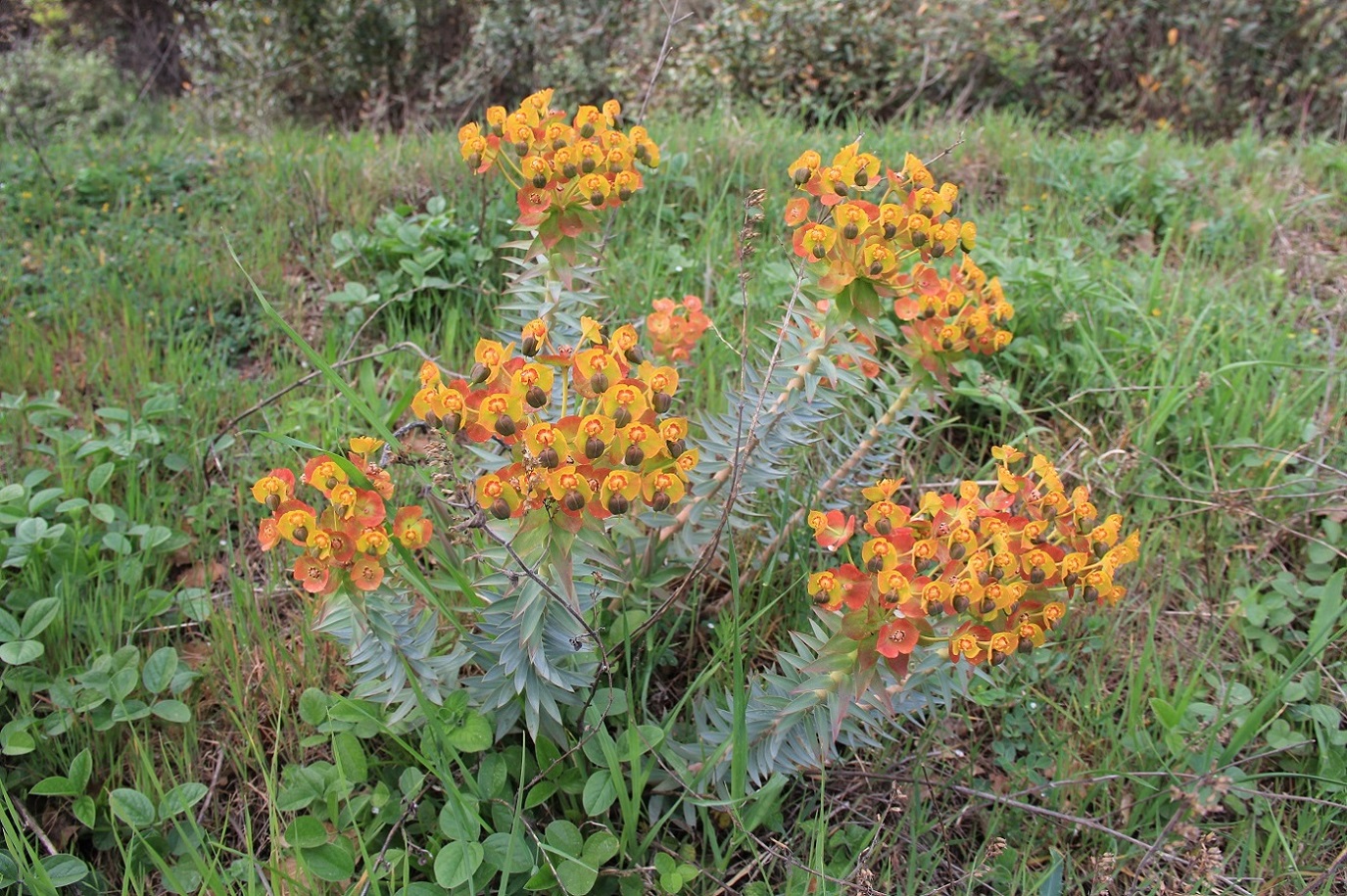 Изображение особи Euphorbia rigida.