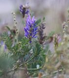 Astragalus adsurgens. Верхушка побега с соцветием. Забайкалье, Даурский заповедник, Торейские озёра, злаково-разнотравная степь. 01.09.2015.