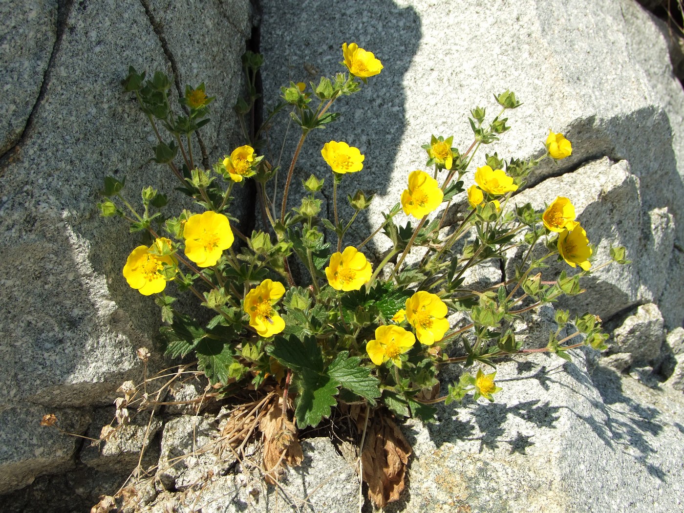 Image of Potentilla fragiformis specimen.