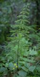 Equisetum sylvaticum. Вегетирующее растение; у основания цветет Ranunculus acris. Пермский край, г. Пермь, Кировский р-н, заболоченный хвойный лес. 18.06.2016.