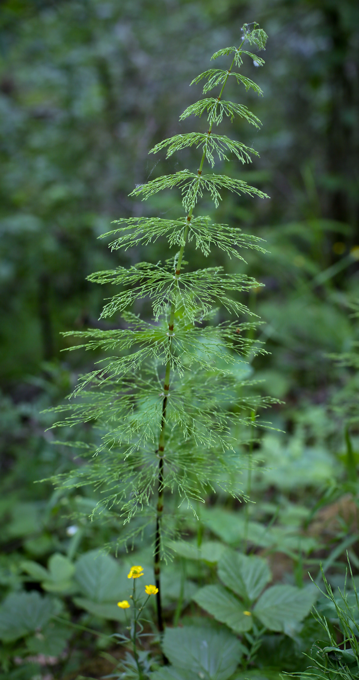 Изображение особи Equisetum sylvaticum.