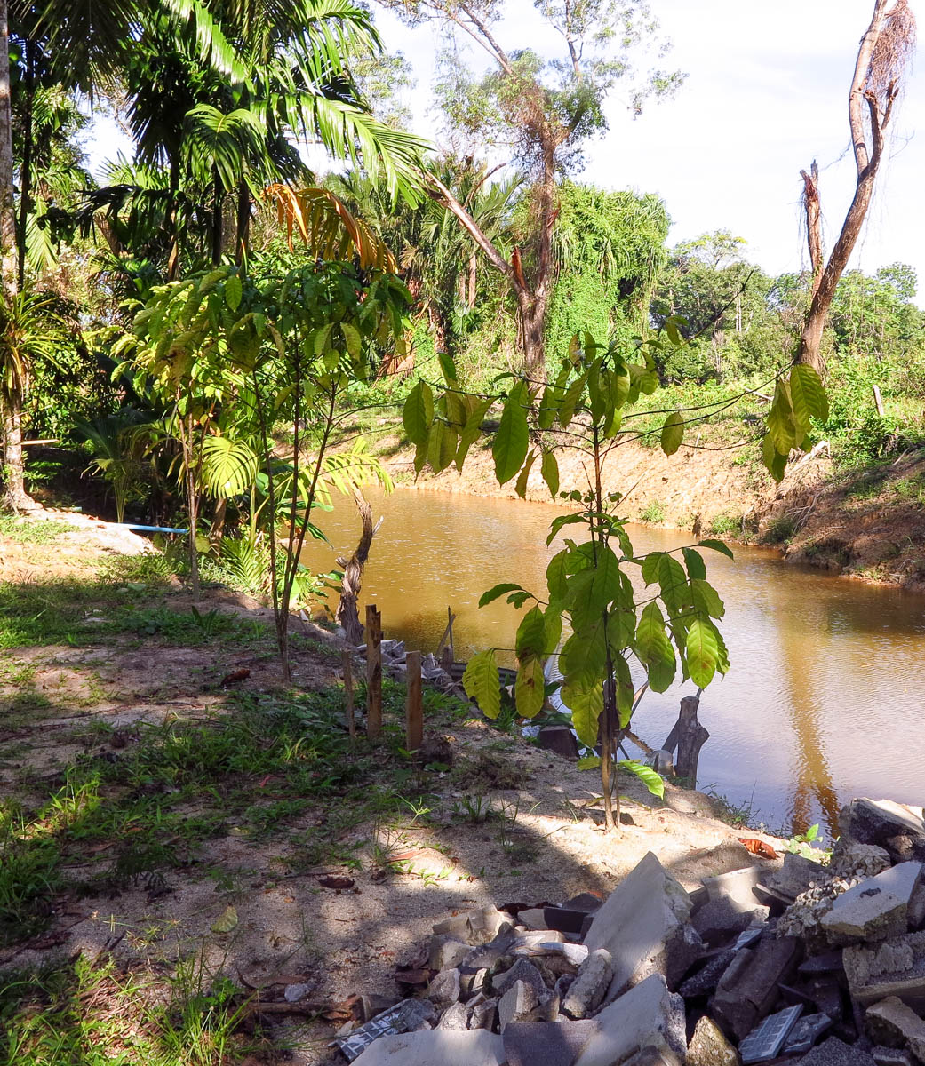 Изображение особи Coffea arabica.