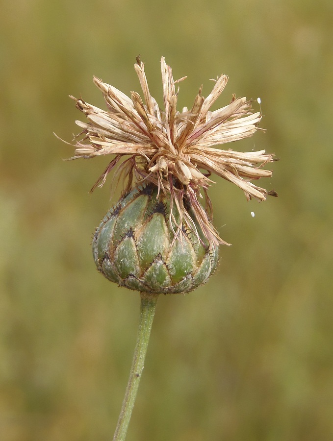 Image of Centaurea adpressa specimen.