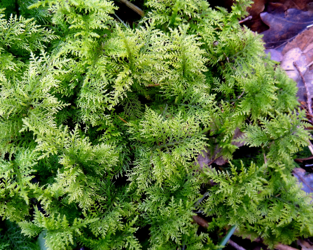 Image of Thuidium assimile specimen.