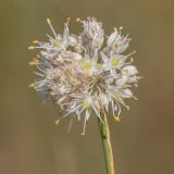 Allium savranicum