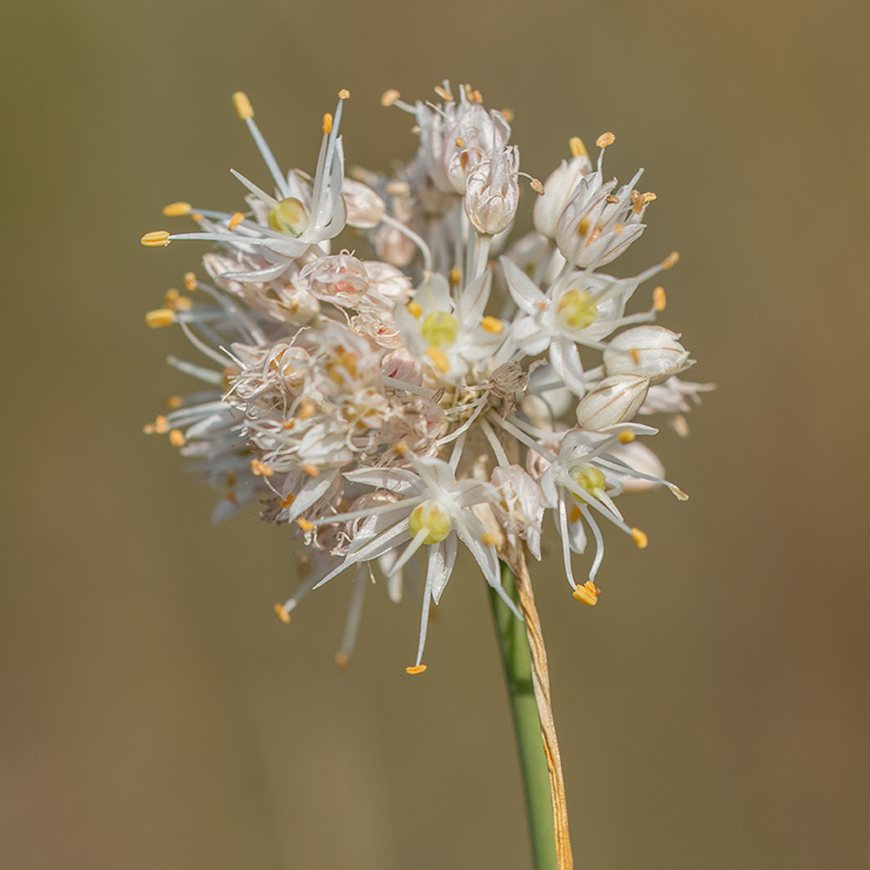 Изображение особи Allium savranicum.