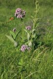 Valeriana amurensis