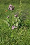 Valeriana amurensis. Верхушки цветущих побегов. Амурская обл., Магдагачинский р-н, окр. пос. Магдагачи, сырой луг вдоль берега водохранилища (р. Горчаки). 29.06.2016.