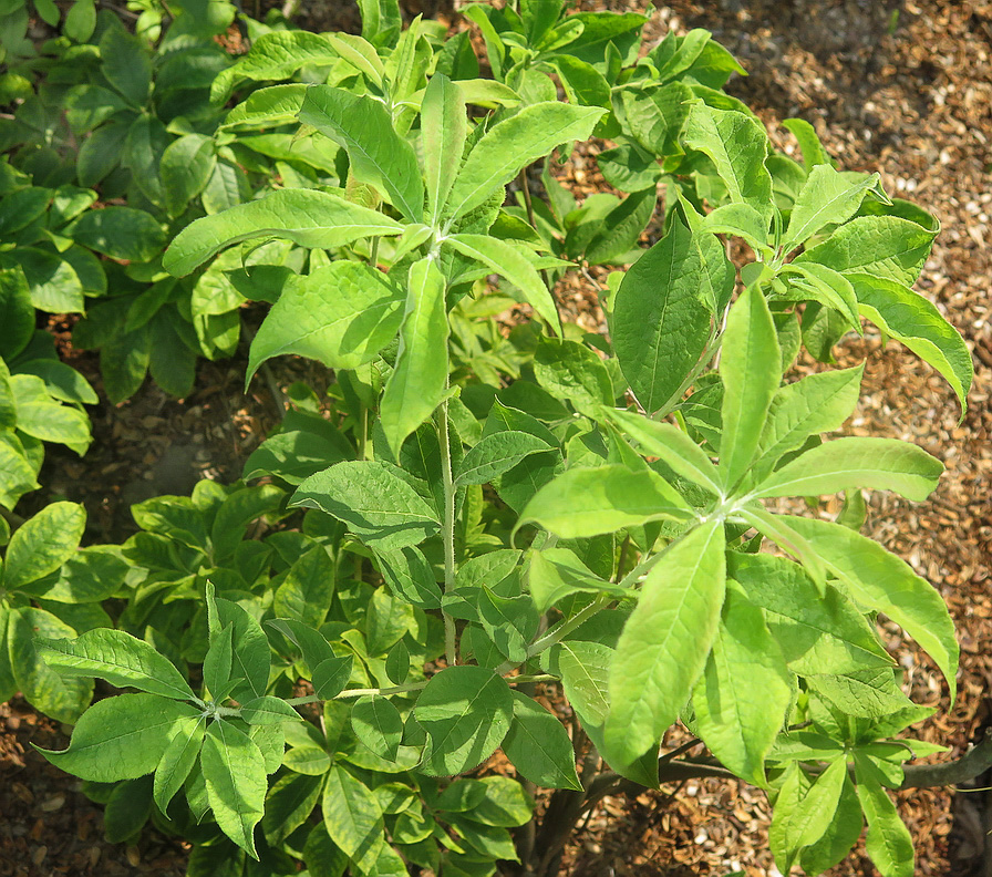 Image of Rhododendron viscosum specimen.