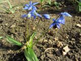Scilla siberica. Цветущее растение. Беларусь, г. Минск, в культуре. 02.04.2017.