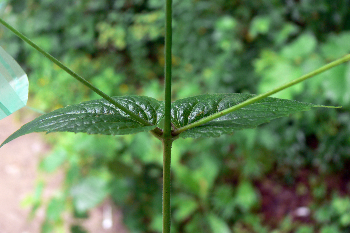 Image of Phryma asiatica specimen.