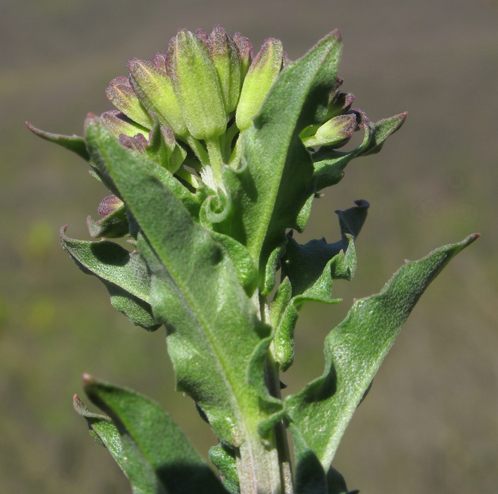 Изображение особи Erysimum cuspidatum.