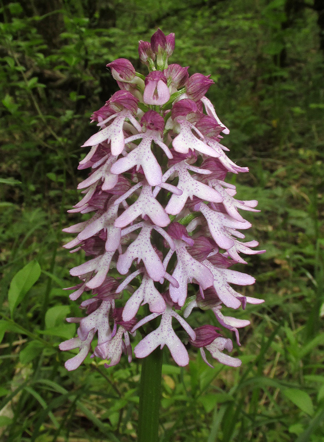 Image of Orchis purpurea ssp. caucasica specimen.