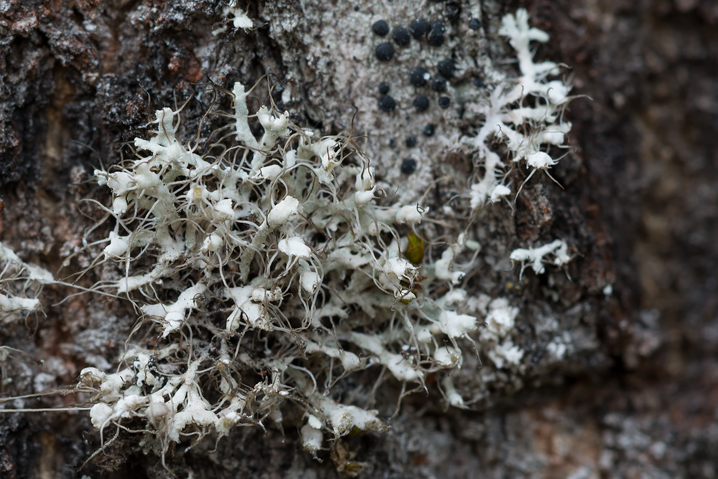Image of Physcia adscendens specimen.