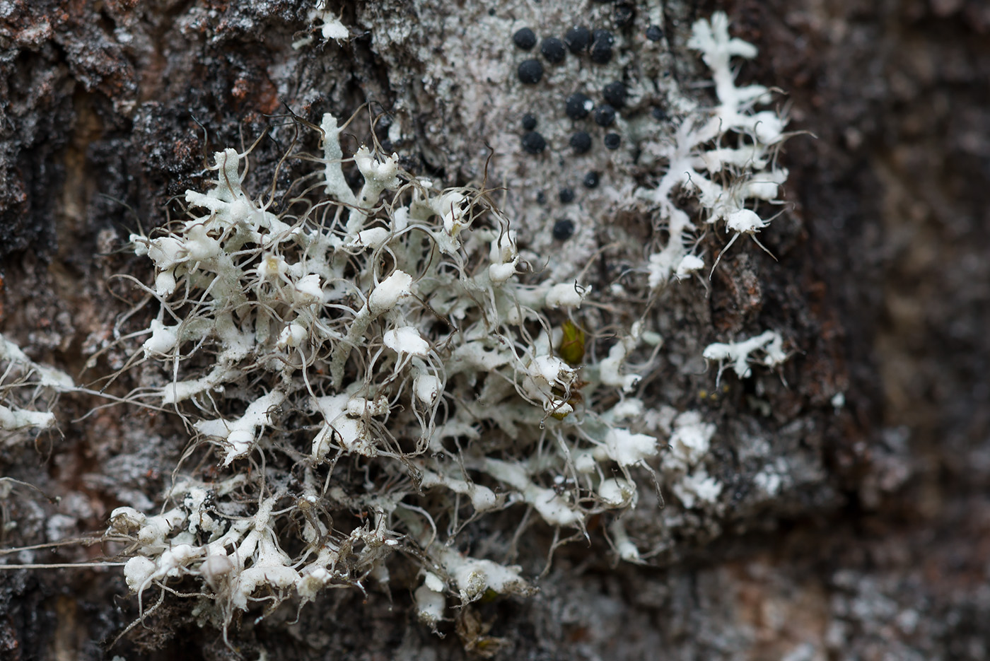 Изображение особи Physcia adscendens.