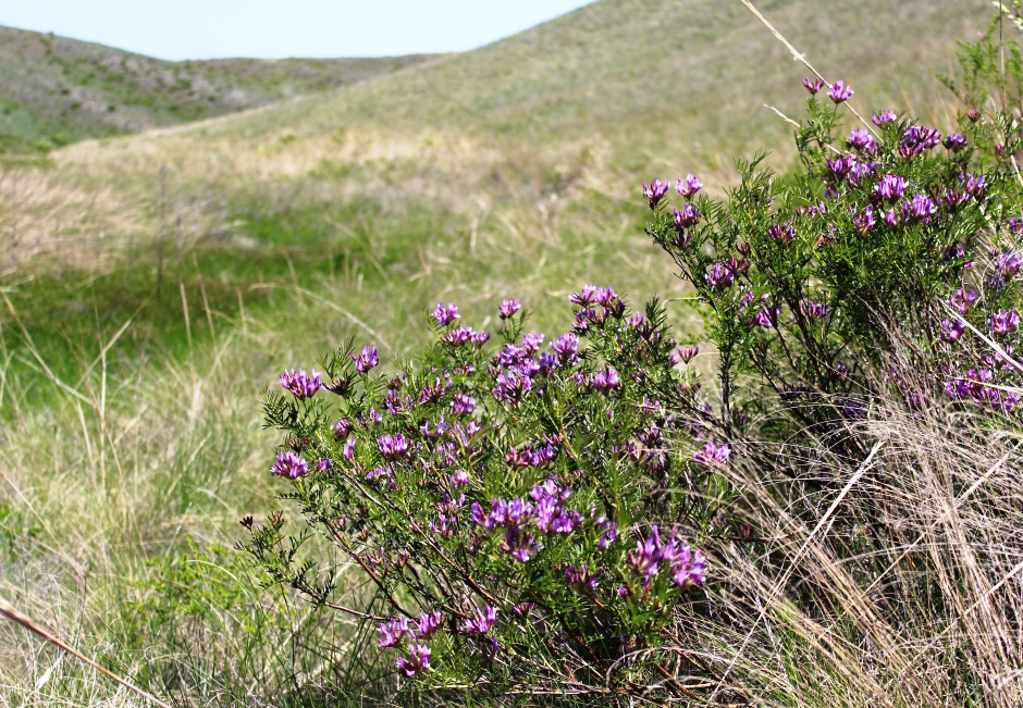 Изображение особи Astragalus oropolitanus.