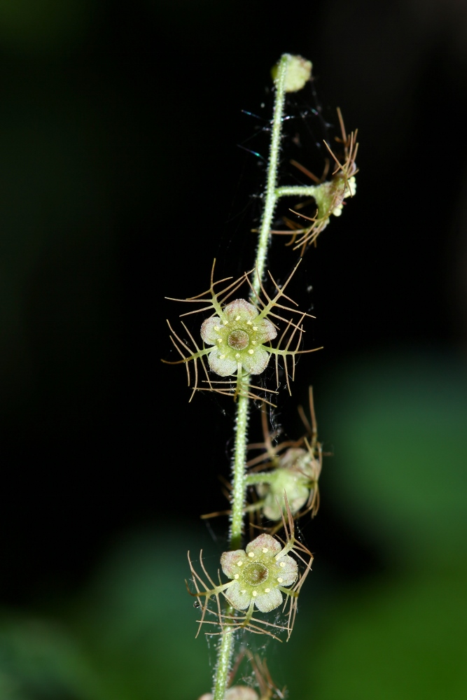 Image of Mitella nuda specimen.