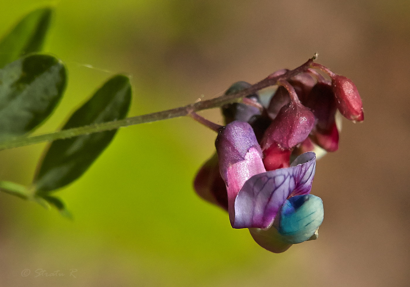 Image of Lathyrus niger specimen.