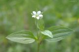 Moehringia trinervia. Цветок на верхушке побега. Ярославская обл., г. Переславль-Залесский, дендрологический сад. 12.06.2017.