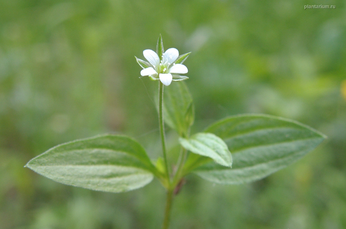 Изображение особи Moehringia trinervia.