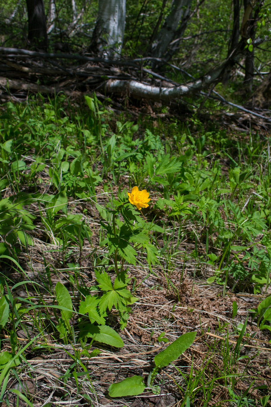 Изображение особи Trollius asiaticus.