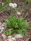 род Taraxacum. Цветущее и плодоносящее растение. Крым, Севастополь. 16 апреля 2010 г.