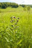 Cynoglossum officinale