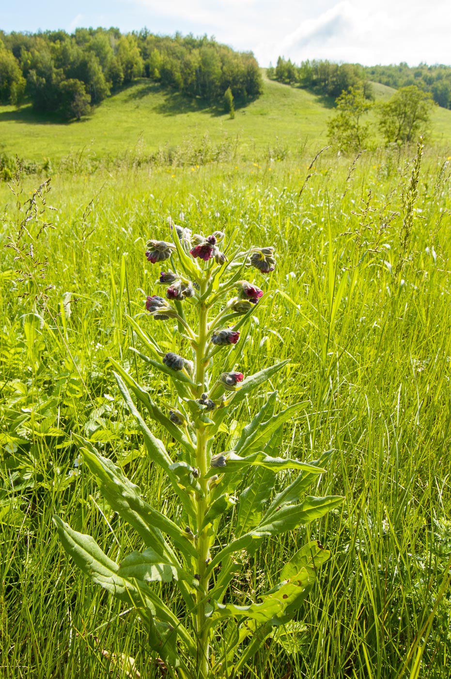 Image of Cynoglossum officinale specimen.