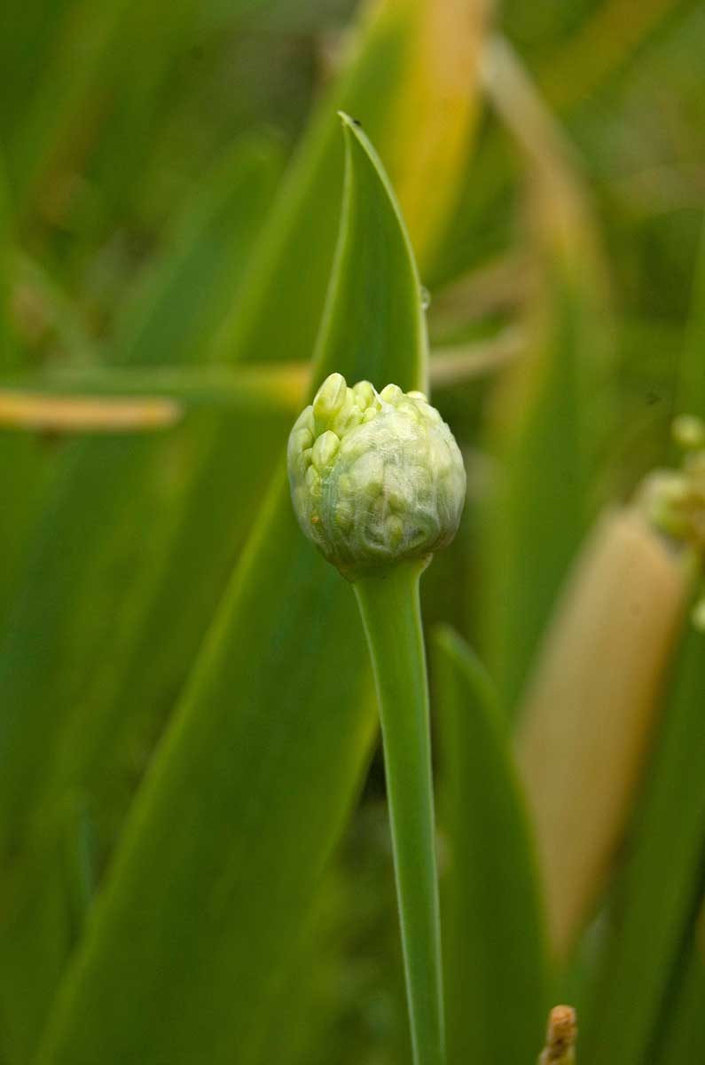 Image of Allium nutans specimen.