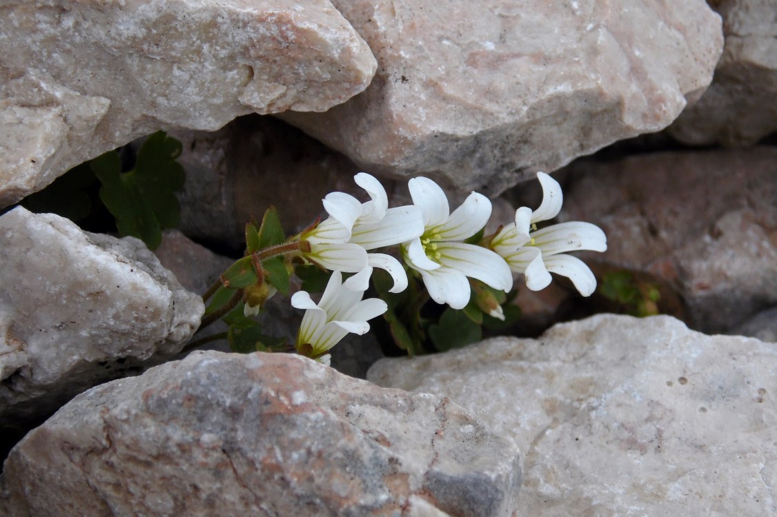 Изображение особи Saxifraga sibirica.