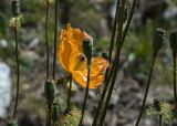 Papaver oreophilum