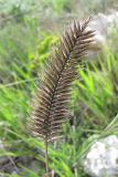 Agropyron pectinatum. Вызревшее соплодие. Крым, Севастополь, бухта Камышовая, петрофитная степь. 25 апреля 2010 г.