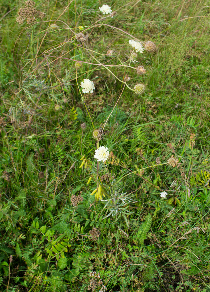 Image of Scabiosa ochroleuca specimen.