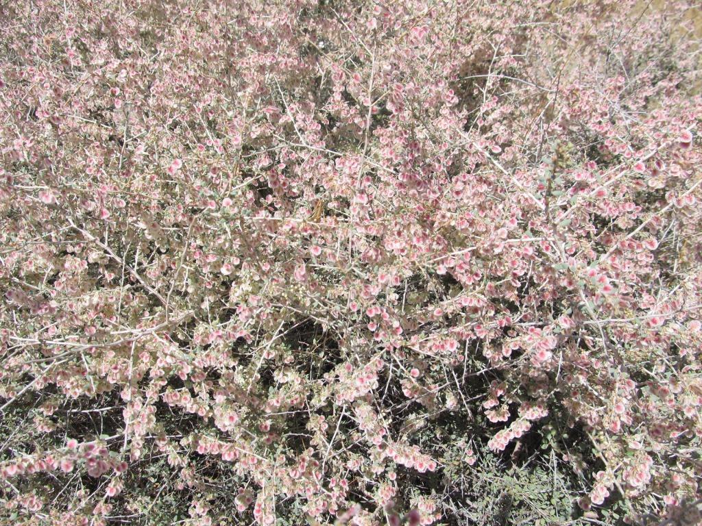 Изображение особи Atraphaxis spinosa.